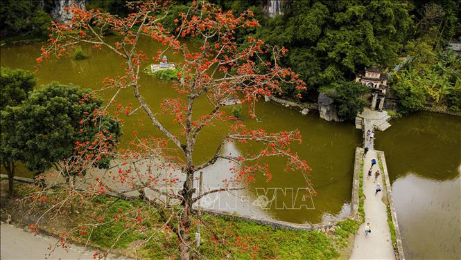 Trong ảnh: Cây gạo đầu làng, cây gạo bên đình chùa đền miếu trở thành thân quen với người làng quê Việt Nam. Ảnh: Minh Đức - TTXVN