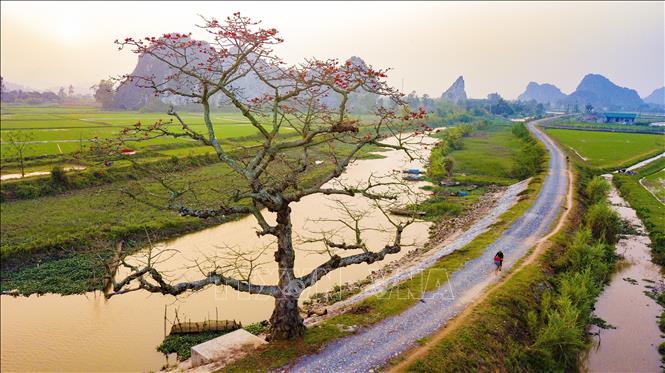 Photo: Bombax ceiba trees have a strong attachment to people in rural areas. VNA Photo: Minh Đức
