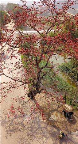 Photo: Bombax ceiba trees are often seen near temples or the entrances to villages as they are reminders of prosperity and tranquility. VNA Photo: Minh Đức