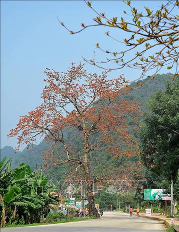 Photo: A rural road in the northern province of Ninh Binh highlighted with a red Bombax ceiba tree. VNA Photo: Minh Đức
