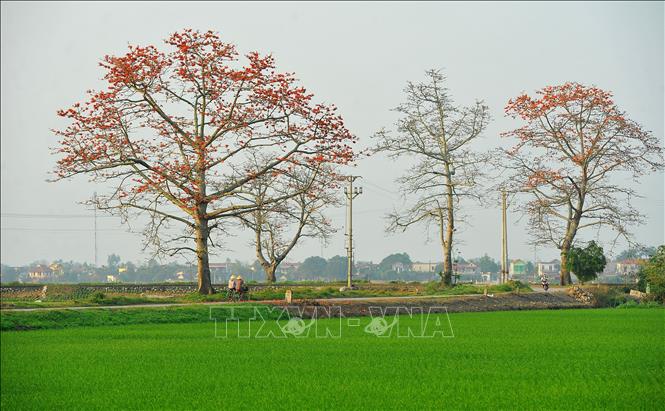 Photo: Bombax ceiba trees in full blossom. VNA Photo: Minh Đức