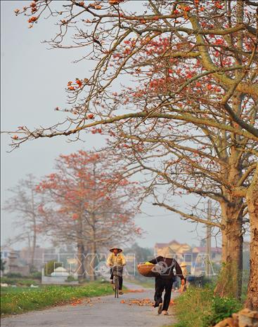 Photo: Bombax ceiba flowers are a symbol of summer coming. VNA Photo: Minh Đức