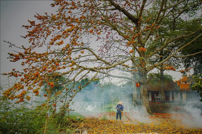 Photo: A bombax ceiba tree in full blossom. VNA Photo: Minh Đức