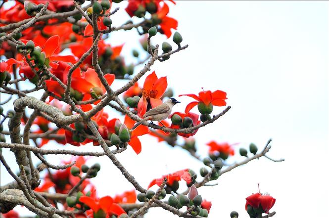 Photo: Bombax ceiba trees are in blossom once they have sheded their leaves. VNA Photo: Minh Đức