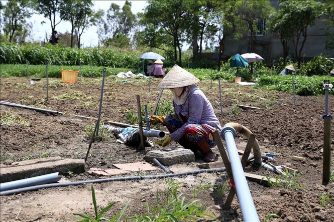 Trong ảnh: Người dân ở xã Long Hòa, thị xã Gò Công không có đủ nước sản xuất. Ảnh: Vũ Sinh - TTXVN