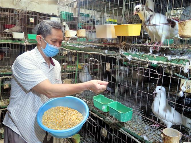 8X lập nghiệp thành công từ nuôi chim bồ câu thu 50 triệutháng