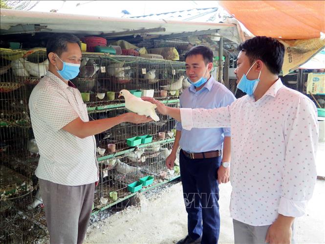 Trong ảnh: Bồ câu được các thương lái đến từ các tỉnh Bắc Giang, Bắc Ninh, Hà Nội… đến thu mua tận nhà. Ảnh: Quân Trang-TTXVN