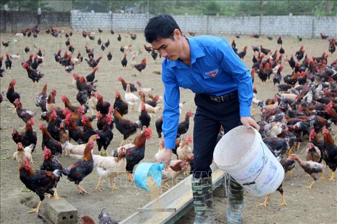 Trong ảnh: Anh Quách Văn Bộ (người dân tộc Mường) tại thôn Đồng Mọc, xã Mậu Lâm (Như Thanh, Thanh Hóa) đã thành công với mô hình chăn nuôi gà sạch theo tiêu chuẩn VietGAP, với thu nhập bình quân đạt 500 triệu/năm, tạo việc làm cho 10 lao động. Anh được nhận giải thưởng Lương Đình Của do Trung ương Đoàn TNCS Hồ Chí Minh trao tặng năm 2018. Ảnh: Nguyễn Nam - TTXVN