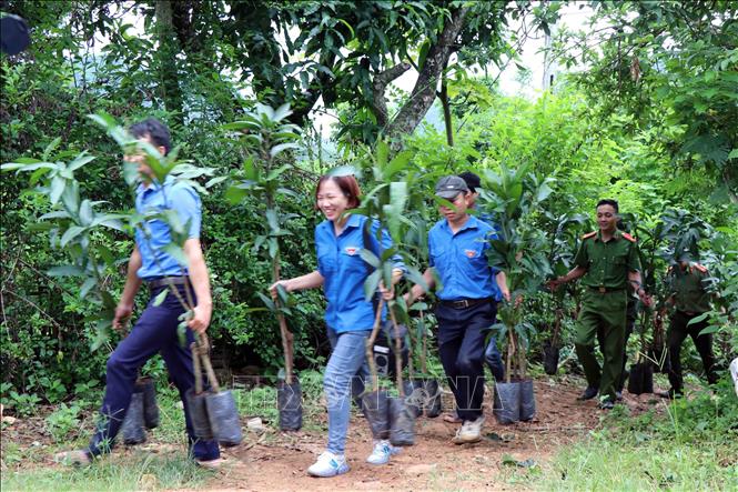Trong ảnh: Đoàn viên, thanh niên các dân tộc tỉnh Sơn La chung tay hỗ trợ vận chuyển, trao tặng và hướng dẫn kỹ thuật chăm sóc cây trồng cho người dân ở các vùng khó khăn, vùng sâu, vùng xa của tỉnh. Ảnh: Diệp Anh - TTXVN
