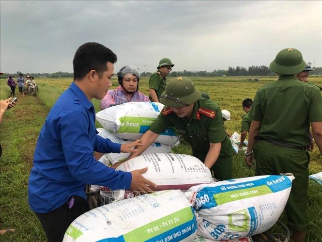 Trong ảnh: Lực lượng đoàn viên thanh niên, bộ đội tỉnh Hà Tĩnh giúp dân thu hoạch lúa trước khi bão số 4 đổ bộ vào tỉnh. Ảnh: Hoàng Ngà - TTXVN