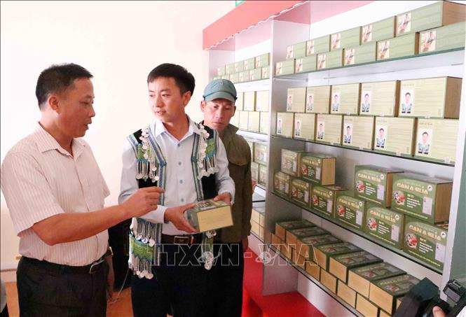 Trong ảnh: Anh Cứ A Súa - Chàng thanh niên người Mông tại Lai Châu khởi nghiệp thành công từ bài thuốc gia truyền chữa bệnh gan đang giới thiệu sản phẩm cho bệnh nhân cũng như khách tham quan. Ảnh: Công Tuyên-TTXVN