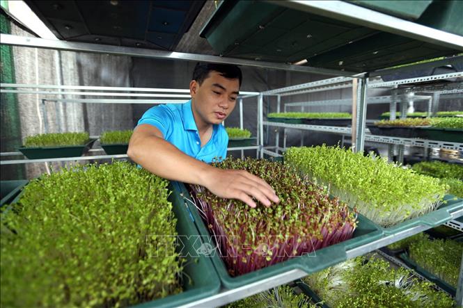 Trong ảnh: Anh Nguyễn Văn Tiến, Bí thư Đoàn phường Xương Giang, thành phố Bắc Giang là một trong những gương mặt tiêu biểu của tỉnh trong phong trào thanh niên khởi nghiệp từ nông nghiệp “sạch”. Bình quân gia đình anh thu nhập hơn 1 tỷ đồng/năm từ mô hình rau mầm.. Ảnh: Danh Lam – TTXVN