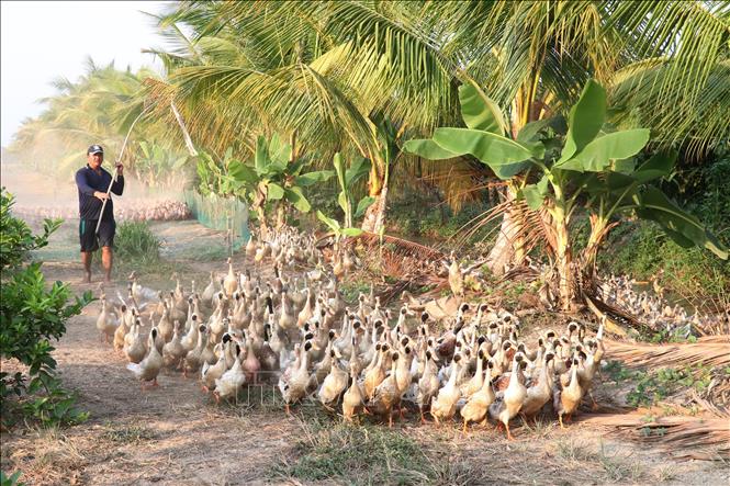 Trong ảnh: Mô hình nuôi vịt chạy đồng của bà con xã Tân Nghĩa, huyện Cao Lãnh. Ảnh: Nguyễn Văn Trí - TTXVN