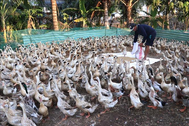 Trong ảnh: Mô hình nuôi vịt chạy đồng của bà con xã Tân Nghĩa, huyện Cao Lãnh. Ảnh: Nguyễn Văn Trí - TTXVN