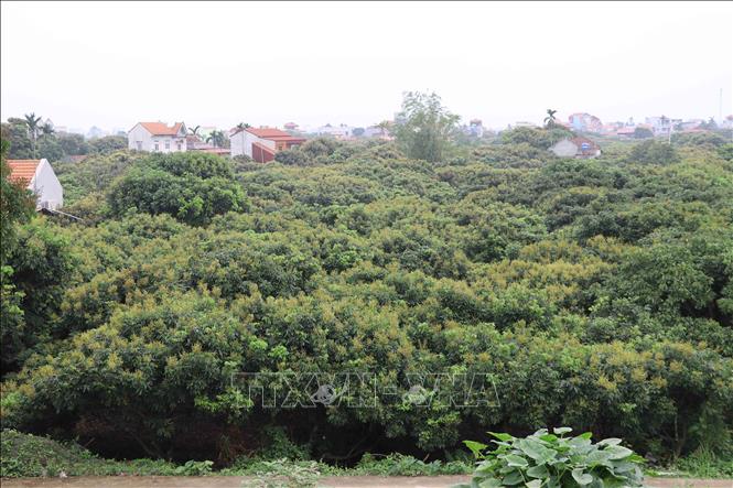 Trong ảnh: Nhãn được trồng tập trung tại các vùng nhãn như Khoái Châu, Kim Động, Tiên Lữ, thành phố Hưng Yên. Ảnh: Đinh Tuấn - TTXVN