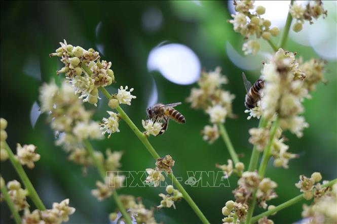 Trong ảnh: Nhãn bung nở là lúc những chú ong cần mẫn thụ phấn cho hoa nhãn. Ảnh: Đinh Tuấn - TTXVN