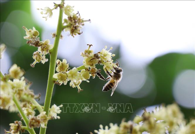 Trong ảnh: Các vườn nhãn mỗi năm thu hút trên 10.000 đàn ong mật trên khắp cả nước về thụ phấn, lấy mật. Ảnh: Đinh Tuấn - TTXVN