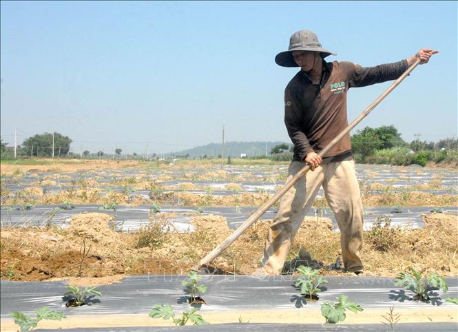 Trong ảnh: Nông dân chăm sóc diện tích trồng dưa hấu tại bãi bồi ven sông Trà Khúc thuộc địa bàn huyện Sơn Tịnh (Quảng Ngãi). Ảnh: Sỹ Thắng - TTXVN