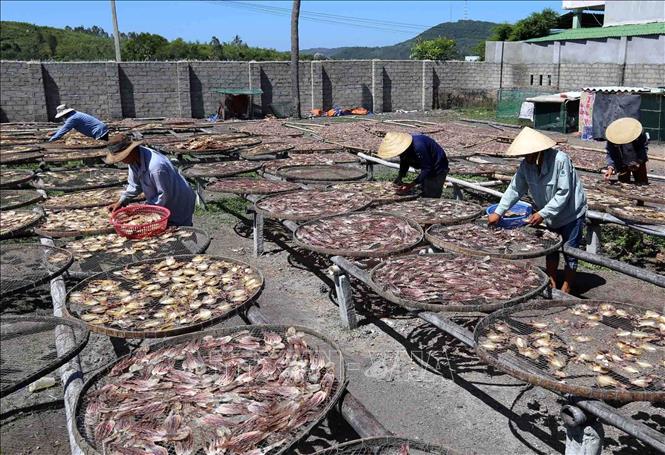 Trong ảnh: Cơ sở chế biến thủy sản Thanh Mai, thôn Thạch Bi 1, xã Phổ Thạnh, huyện Đức Phổ (Quảng Ngãi) được hỗ trợ vay vốn mở rộng cơ sở sản xuất, phát huy hiệu quả, tạo việc làm cho hàng chục lao động. Ảnh: Vũ Sinh – TTXVN