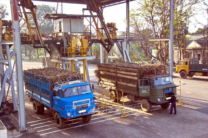 Trong ảnh: Kiểm tra trữ lượng đường của mía nguyên liệu trước khi đưa vào sản xuất tại nhà máy đường Quảng Phú (Công ty Cổ phần Đường Quảng Ngãi). Ảnh: Nguyễn Đăng Lâm - TTXVN