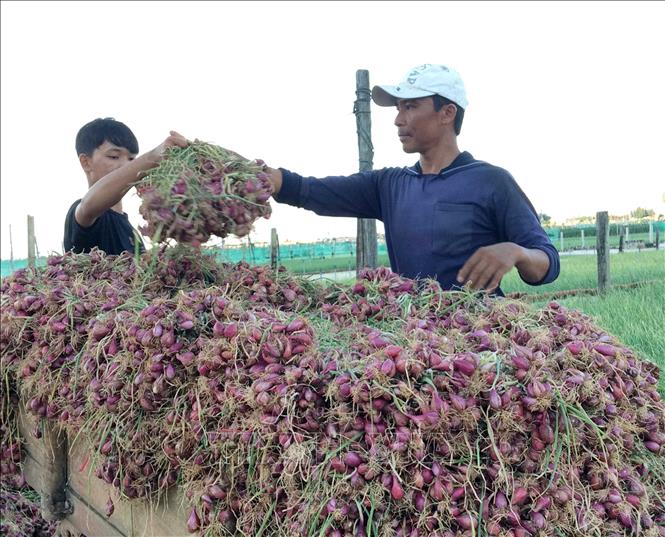 Trong ảnh: Thu hoạch hành tím - đặc sản nổi tiếng của huyện đảo Lý Sơn (Quảng Ngãi). Ảnh: Phước Ngọc - TTXVN