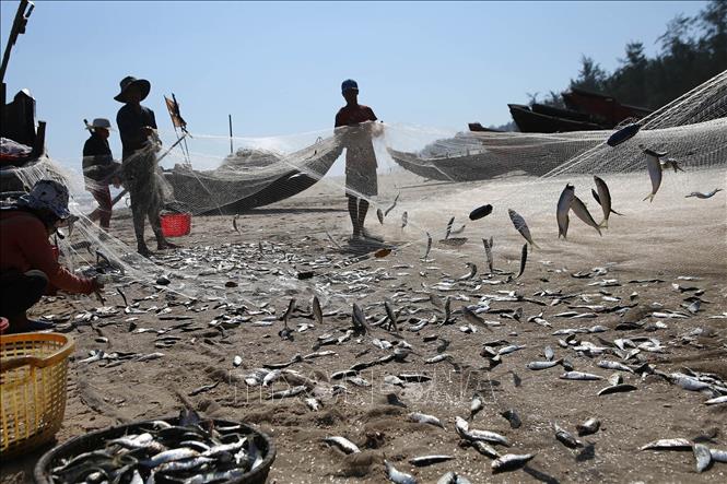 Trong ảnh: Ngư dân xã Quảng Công, huyện Quảng Điền (Thừa Thiên – Huế) gỡ cá trích thu hoạch trong chuyến đi biển đầu năm. Ảnh: Hồ Cầu - TTXVN