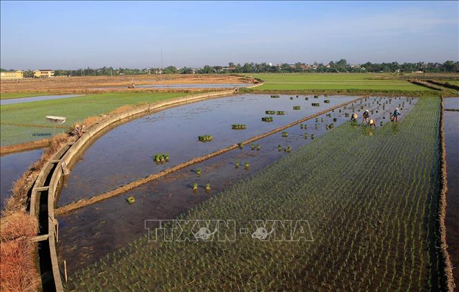 Trong ảnh: Nông dân thị xã Hương Trà (Thừa Thiên – Huế) cấy lúa Hè Thu tại các chân ruộng thấp trũng. Ảnh: Hồ Cầu - TTXVN