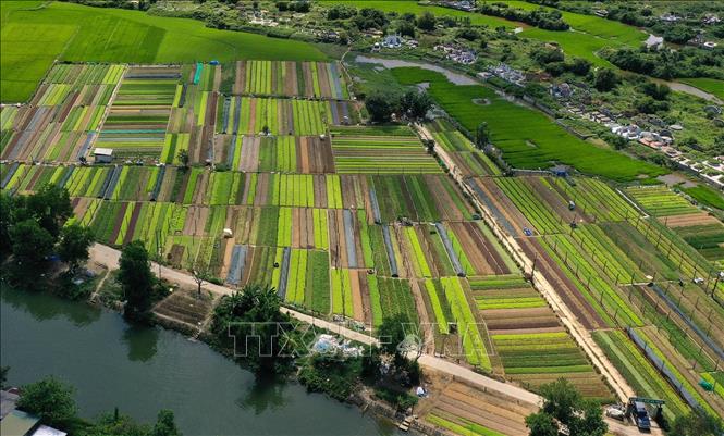 Trong ảnh: Huyện Quảng Điền là địa phương có vùng rau chuyên canh lớn nhất của Thừa Thiên - Huế với diện tích hơn 300 ha, trong đó rau trồng theo tiêu chuẩn VietGAP trên 70 ha. Ảnh: Hồ Cầu - TTXVN