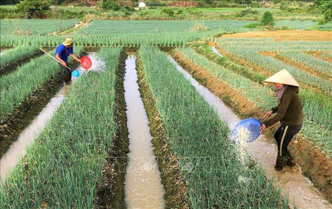 Trong ảnh: Hành lá được xác định là một trong những cây trồng chủ lực ở Thừa Thiên - Huế, với diện tích hiện có trên 400 ha, được trồng quanh năm, thích hợp trên nhiều loại đất, giá bán và đầu ra ổn định, cho thu nhập trên 300 triệu đồng/ha/năm, giúp cho nhiều hộ nông dân thoát nghèo và làm giàu. Ảnh: Hồ Cầu - TTXVN