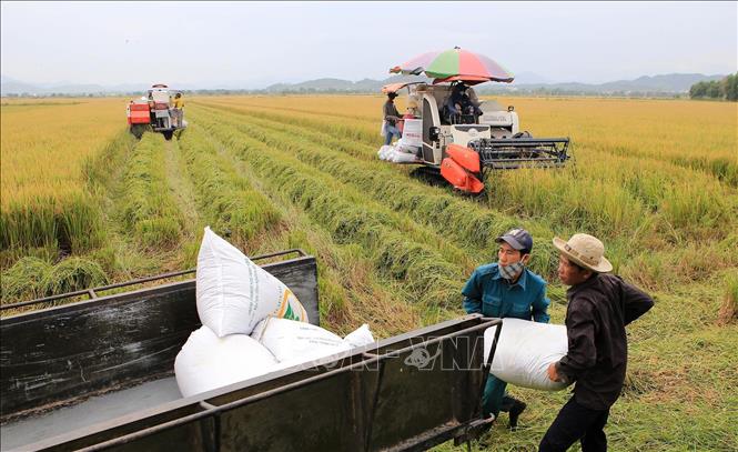 Trong ảnh: Nông dân thị xã Hương Thủy (Thừa Thiên – Huế) thu hoạch lúa Hè Thu. Ảnh: Hồ Cầu - TTXVN
