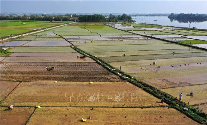Trong ảnh: Nông dân Thừa Thiên - Huế gieo cấy lúa vụ Đông Xuân. Ảnh: Hồ Cầu - TTXVN