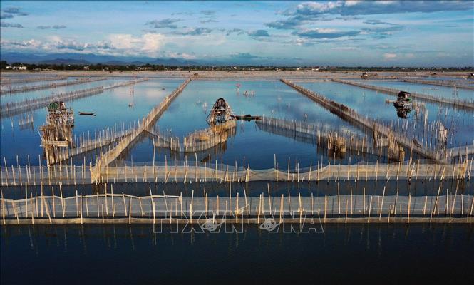 Tỉnh Thừa Thiên - Huế hiện có trên 7.000 ha mặt nước được đưa vào nuôi trồng thủy sản, trong đó diện tích nuôi nước lợ 5.000 ha, còn lại nuôi nước ngọt. Trong ảnh: Nuôi thủy sản trên Phá Tam Giang, huyện Phú Vang. Ảnh: Hồ Cầu - TTXVN