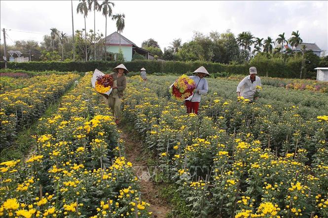 Trong ảnh: Làng hoa Phú Mậu, huyện Phú Vang, tỉnh Thừa Thiên - Huế trồng nhiều loại hoa phục vụ thị trường Tết. Ảnh: Hồ Cầu - TTXVN