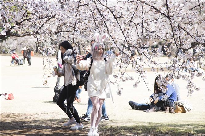 Trong ảnh: Người dân Nhật ngắm hoa anh đào bất chấp dịch COVID-19. Ảnh: Thành Hữu - TTXVN tại Nhật Bản