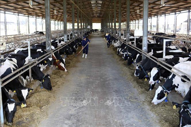 Trong ảnh: Trang trại bò sữa Vinamilk Đà Lạt, huyện Đơn Dương (Lâm Đồng) có tổng đàn bò sữa 1.600 con, mỗi tháng thu hơn 600 tấn sữa tươi đảm bảo chất lượng. Ảnh: Vũ Sinh - TTXVN