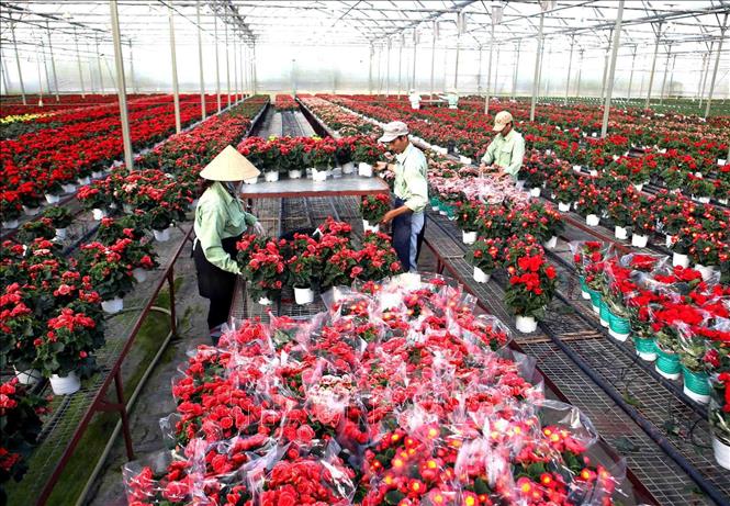 Để đạt mục tiêu xuất khẩu khoảng 20% sản lượng hoa ra thị trường thế giới vào năm 2020, tỉnh Lâm Đồng tập trung hỗ trợ nông dân tiếp cận giống hoa mới, giống có bản quyền từ nước ngoài thông qua các doanh nghiệp. Trong ảnh: Thu hoạch hoa tại Công ty Dalat Hasfarm. Ảnh: Vũ Sinh - TTXVN