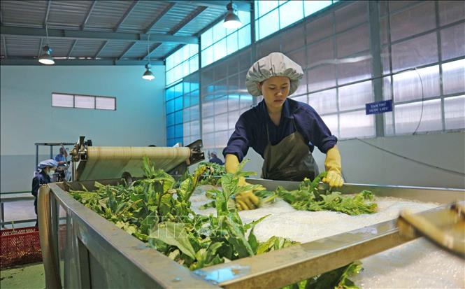 Trong ảnh: Sơ chế cây atiso tại nhà máy của Công ty Cổ phần Dược Lâm Đồng. Ảnh: Nguyễn Dũng - TTXVN