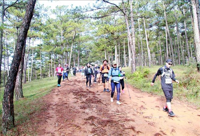 Trong ảnh: Các vận động viên tranh tài tại Giải chạy bộ “La An Ultra Trail 2019” ở khu vực rừng thông Suối Vàng, huyện Lạc Dương, tỉnh Lâm Đồng. Ảnh: Đặng Tuấn – TTXVN