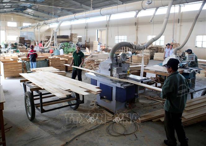 Trong ảnh: Chế biến gỗ tại Công ty TNHH Khai thác, Chế biến lâm sản Đà Lạt (Lâm Đồng). Ảnh: Vũ Sinh - TTXVN