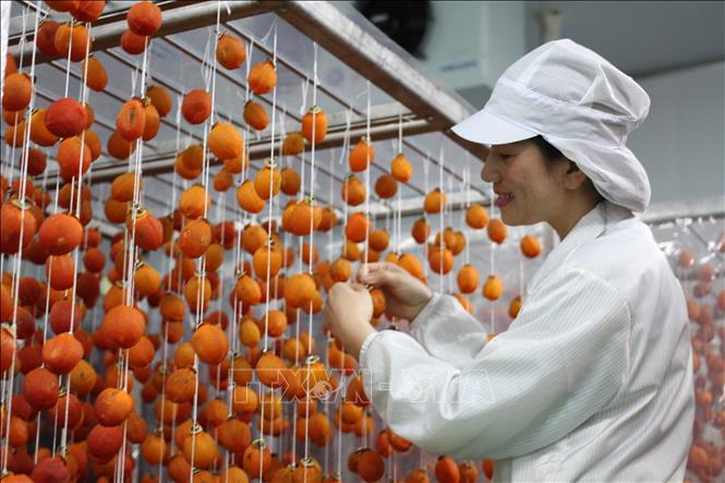 Trong ảnh: Nhà máy hồng sấy treo công nghệ Nhật Bản của Công ty TNHH Quảng Thái (thương hiệu L’ang Fram) tại xã Định An, huyện Đức Trọng (Lâm Đồng) là nhà máy sấy hồng tươi lớn nhất Việt Nam với diện tích xưởng chế biến trên 3.000m2, công suất tối đa 5 tấn tươi/ngày. Ảnh: Đặng Tuấn - TTXVN