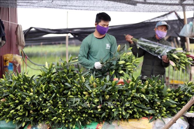 Trong ảnh: Buộc gói hoa ly, những chục hoa ly này năm trước có giá vài trăm, nay chỉ được vài chục nghìn. Ảnh: Anh Tuấn – TTXVN