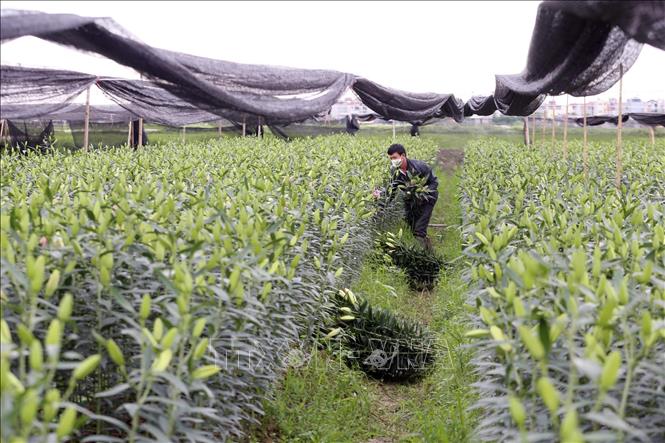 Trong ảnh: Gia đình anh Nguyễn Ngọc Doanh, làng Tây Tựu, Quận Bắc Từ Liêm, Hà Nội cả trồng tại ruộng nhà và thuê có 2,2 mẫu hoa ly. Ảnh: Anh Tuấn – TTXVN