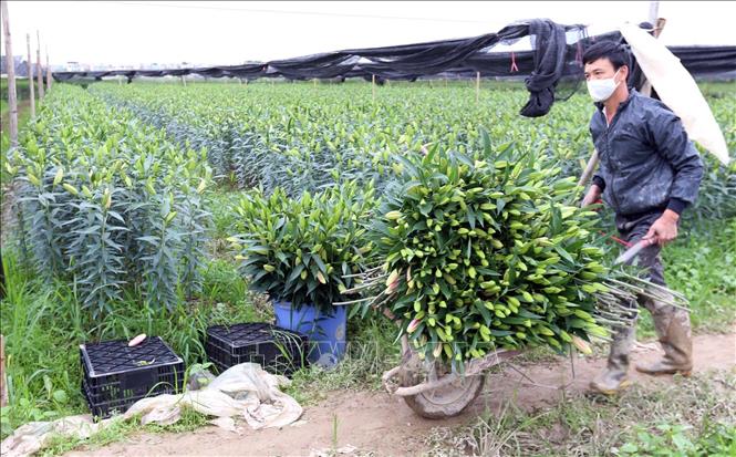 Trong ảnh: Những ruộng hoa ly đã đến kỳ hái bán mà không có người mua. Ảnh: Anh Tuấn – TTXVN