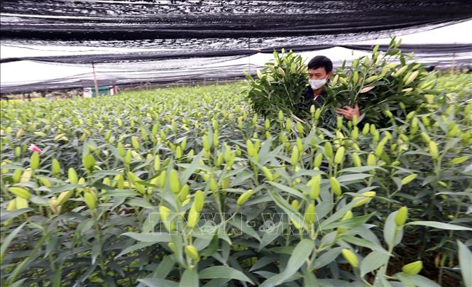 Trong ảnh: Thu những ôm hoa ly nặng tay mà mặt người trồng vẫn buồn rười rượi. Ảnh: Anh Tuấn – TTXVN