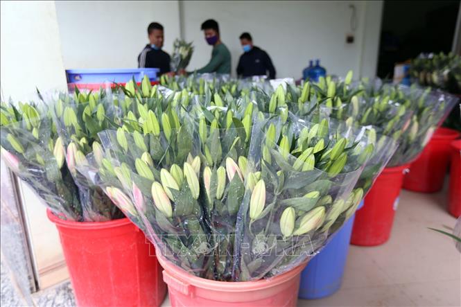 Trong ảnh: Gia đình anh Nguyễn Ngọc Doanh làng Tây Tựu, quận Bắc Từ Liêm, Hà Nội vụ ly này đã lỗ 300 triệu đồng. Ảnh: Anh Tuấn – TTXVN