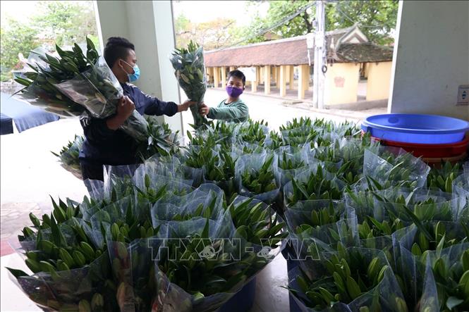 Trong ảnh: Hoa ly của gia đình anh Nguyễn Ngọc Doanh làng Tây Tựu, quận Bắc Từ Liêm, Hà Nội cắt mang về nhà chuẩn bị mang đi tiêu thụ. Ảnh: Anh Tuấn – TTXVN