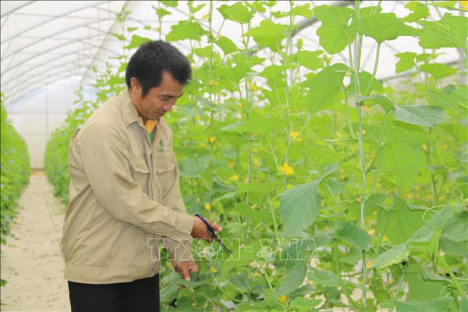 Trong ảnh: Chăm sóc dưa lê trồng trong nhà màng tại trang trại của Công ty TNHH 3T Plus Green Farm, xã Láng Lớn, huyện Châu Đức. Ảnh: Hoàng Nhị -TTXVN