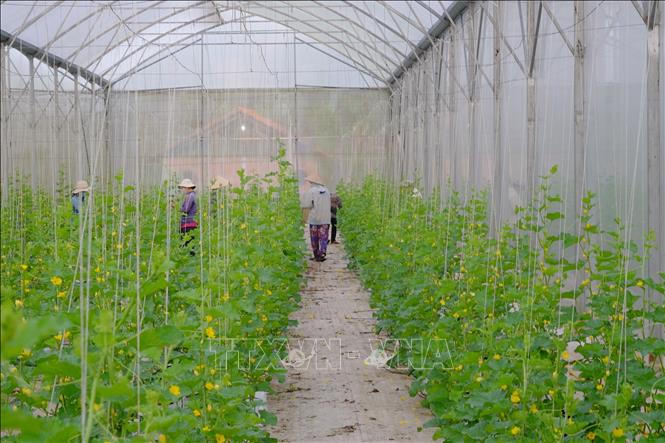 Trong ảnh: Vườn dưa lê trồng trong nhà màng tại trang trại của Công ty TNHH 3T Plus Green Farm, xã Láng Lớn, huyện Châu Đức. Ảnh: Hoàng Nhị -TTXVN