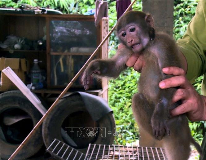 Bảo vệ rừng + Khỉ Vàng: Cùng đến với bức tranh hoang dã của rừng Amazon, nơi mà những chú khỉ vàng sống và phát triển. Hãy cùng nhìn lại công việc bảo vệ rừng để giữ gìn môi trường sống của các loài động vật, đặc biệt là những chú khỉ vàng sắp bị đe dọa.