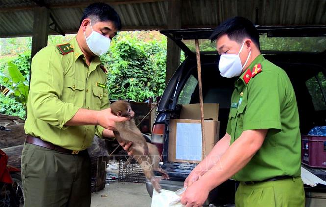 Trong ảnh: Cán bộ kiểm lâm huyện Na Hang thả cá thể khỉ vàng quý hiếm về tự nhiên. Ảnh TTXVN phát